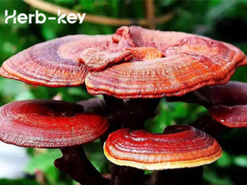 Pharmacological study on the effect of Ganoderma lucidum on regulating blood lipids