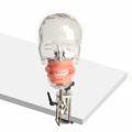 Dental Simulator with Tooth Model and Screw-in Teeth - Soft Silicone Gum Phantom Head with Torso Set1