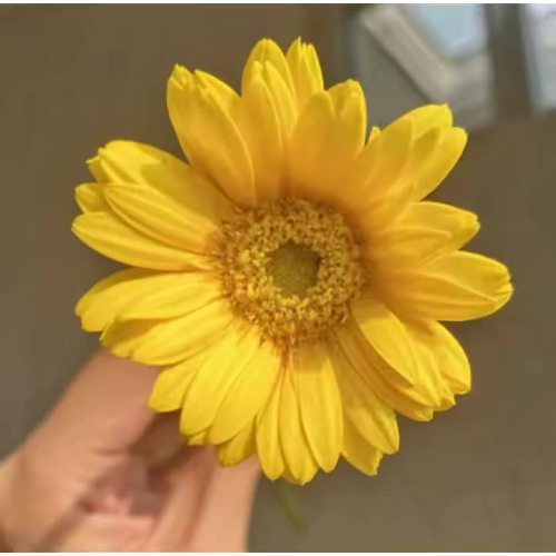 جربر البطة