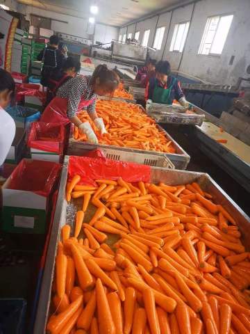 carrot processing in factory