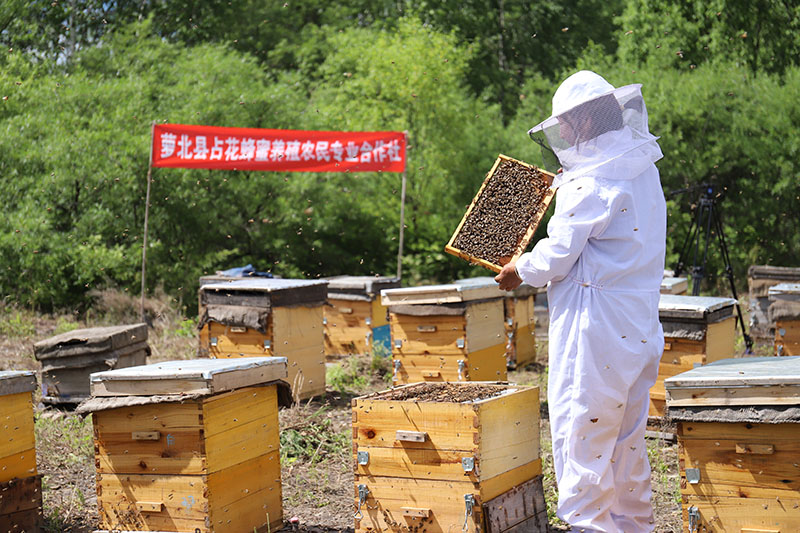 Farmers' Cooperative of Zhanhua bee breeding in Luobei County