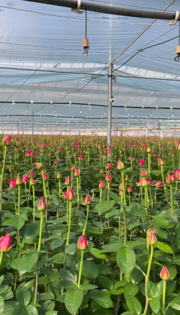 Floyd Rose Farm