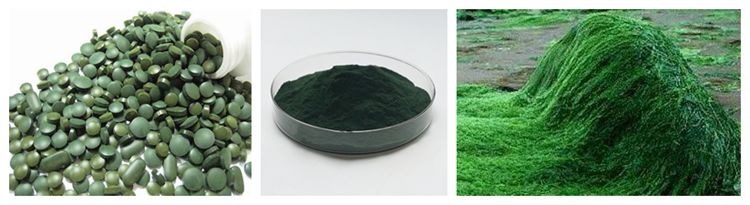 OEM szervizelés étrend -kiegészítő Chlorella vulgaris spirulina por.jpg