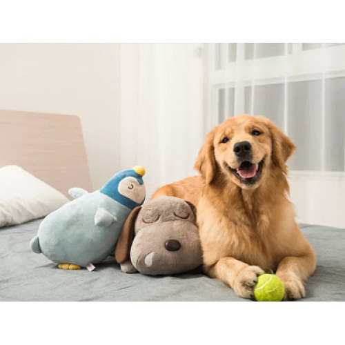 Le marché mondial des jouets pour animaux de compagnie est en plein essor en 2026 grâce à des innovations intelligentes, écologiques et enrichissantes