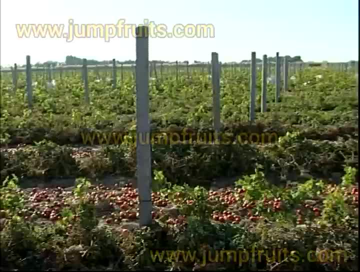 Ligne de production complète de la pâte de tomate