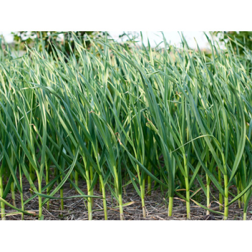 L’offre excédentaire et les changements du marché remodèlent l’industrie mondiale de l’ail en 2026