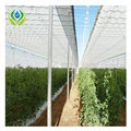 MYXL Tree Greenhouse: Retractable Greenhouse Frames for Agriculture1
