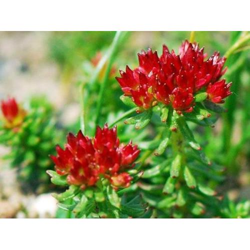 Explorando os potenciais benefícios à saúde do extrato de Rhodiola Rosea