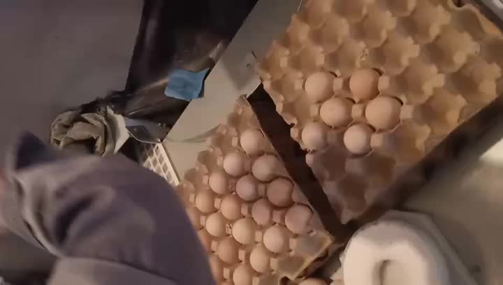 Automatic Egg Collecting Platform