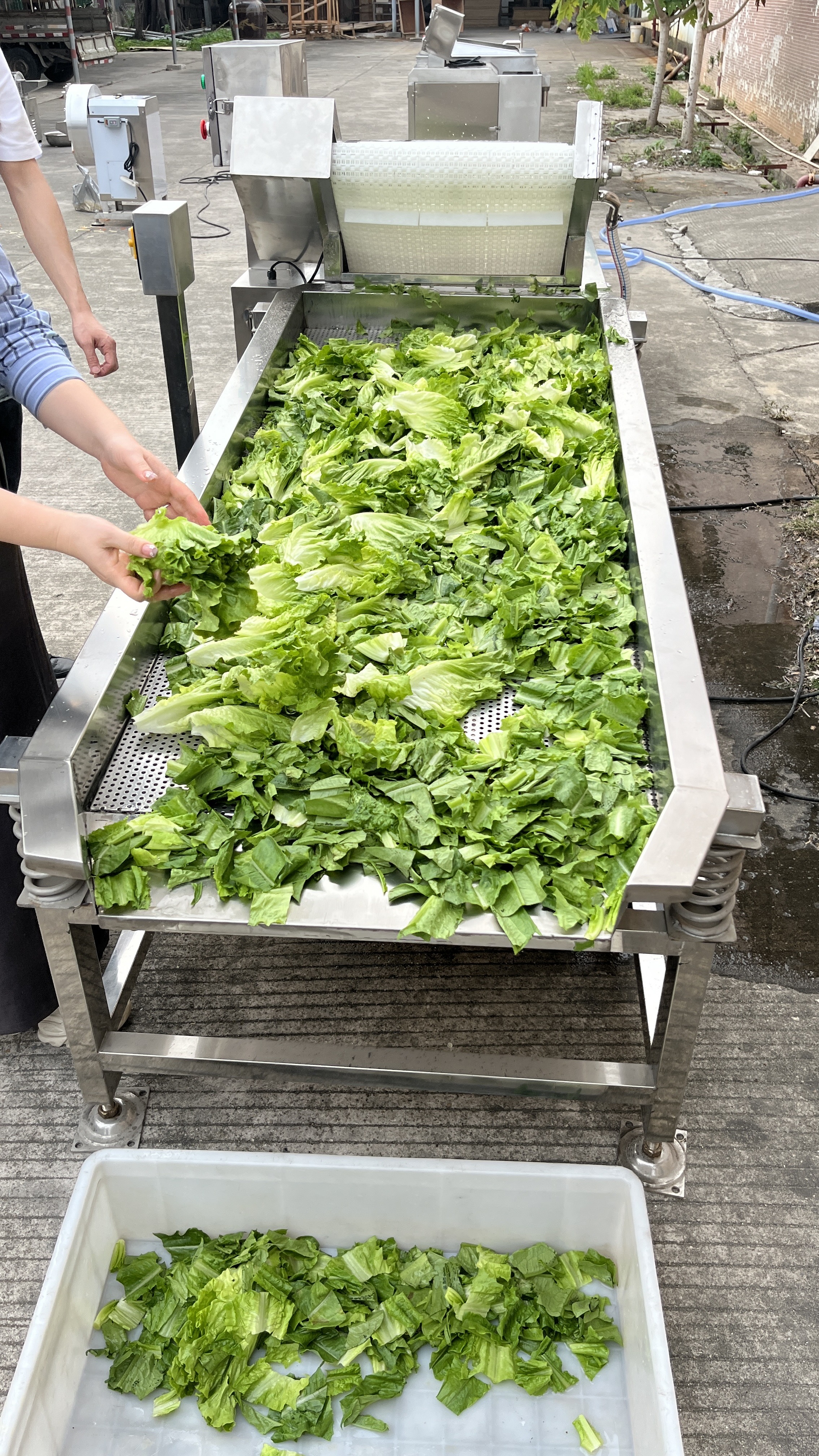 Vegetable washing and air drying machine