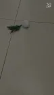 Roterande hundkula husdjur leksak med LED -ljus