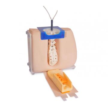 List of Top 10 Lumbar Puncture Simulation Model Brands Popular in European and American Countries