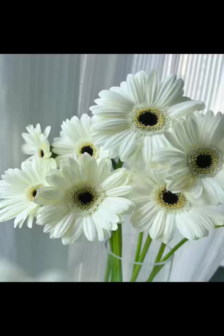স্ট্যান্ডার্ড ক্রাইস্যান্থেমাম ইলি গারবেরা