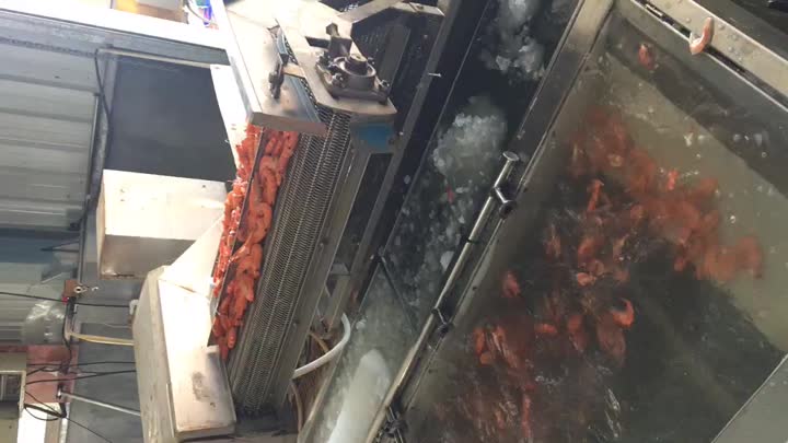cooked shrimp grading