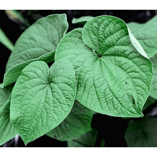 Do You Know about Kava Pepper?