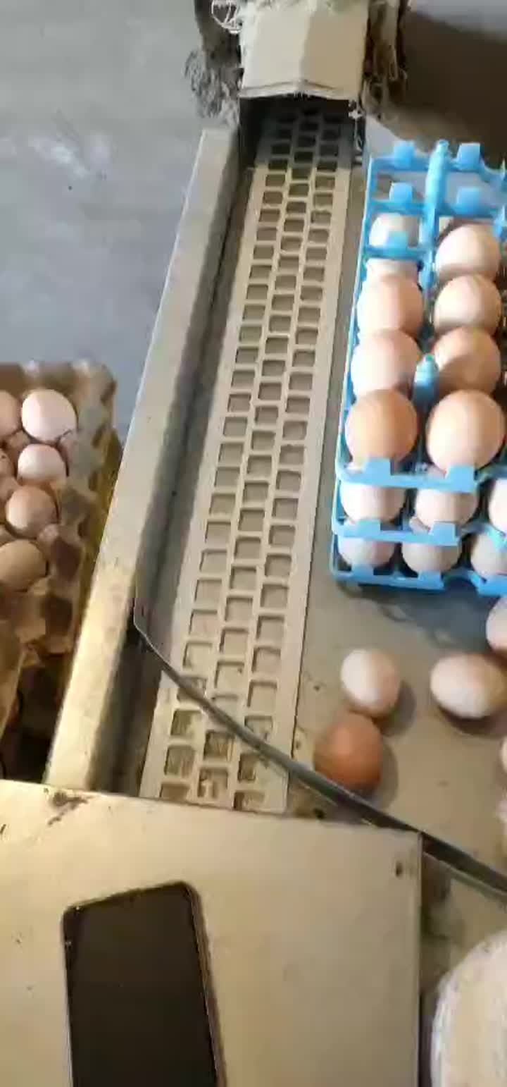 Automatic Egg Collecting Platform