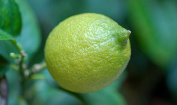 Limon biyoflavonoidlerinin rolü