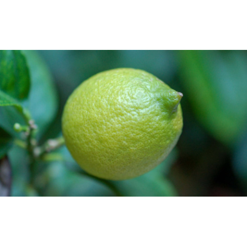 O papel dos bioflavonóides de limão