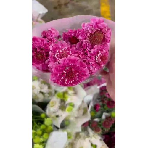 جودة عالية قطع الزهور الطازجة الوردي Scabiosa للزينة الزفاف