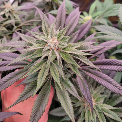 What is a supplemental grow light?