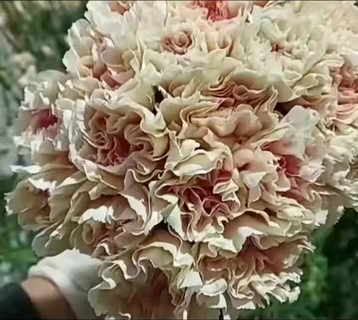 একক মাথাযুক্ত কার্নেশন প্রথম চুম্বন