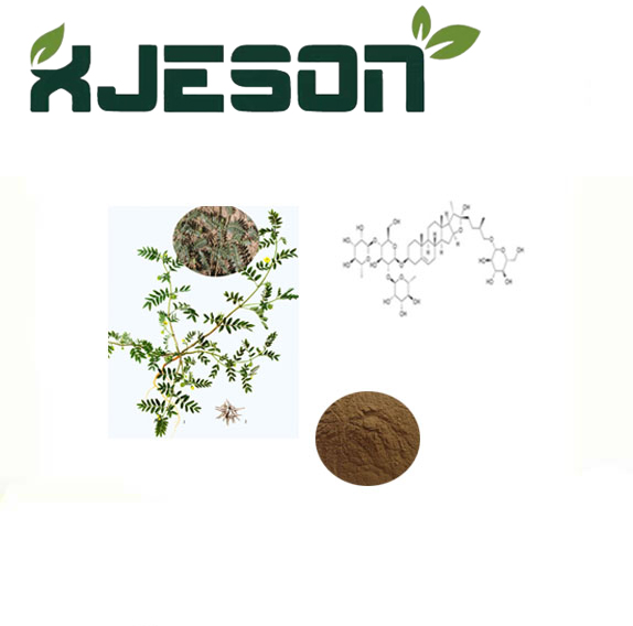 China Top 10 Tribulus Terrestris Extract Powder Brands