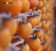 2021 Ny grödor söt torkad persimmon