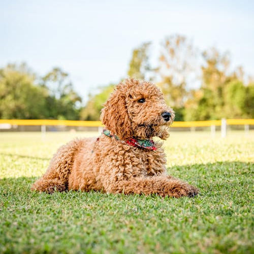 Toys pour chiens: l'essence de la joie canine