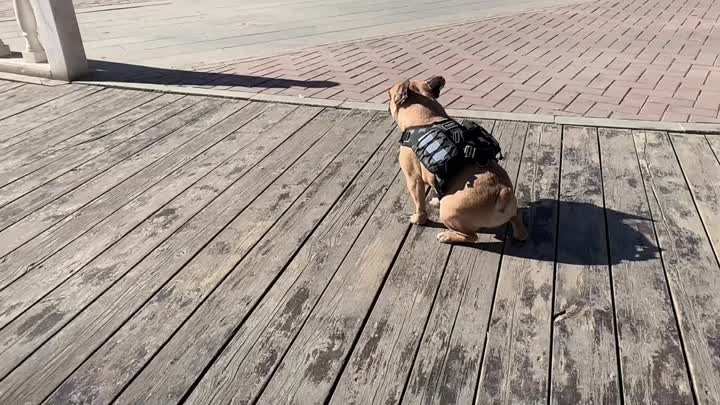 Auto-backpack de cachorro