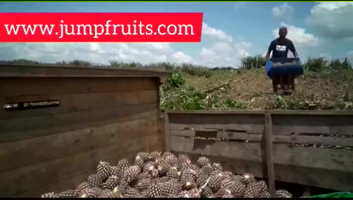 Línea completa de producción de piña enlatada