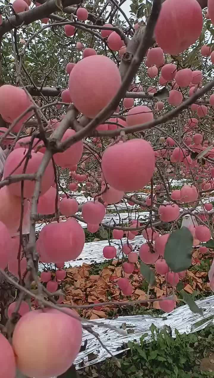 manzanas Fuji frescas