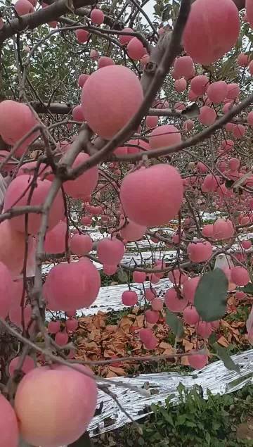 fresh fuji apples