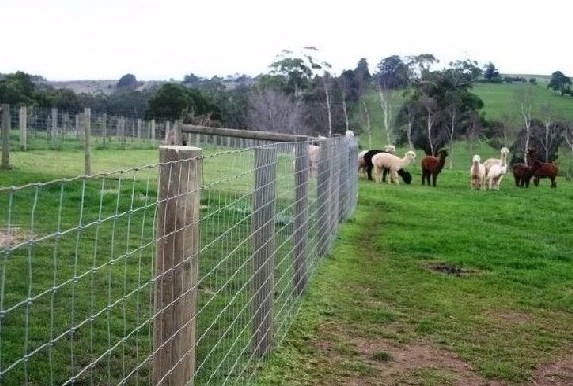 cattle fence 