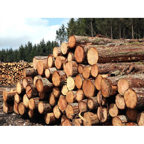 Sustainable Materials and Smart Tech Redefine Global Furniture Industry Landscape