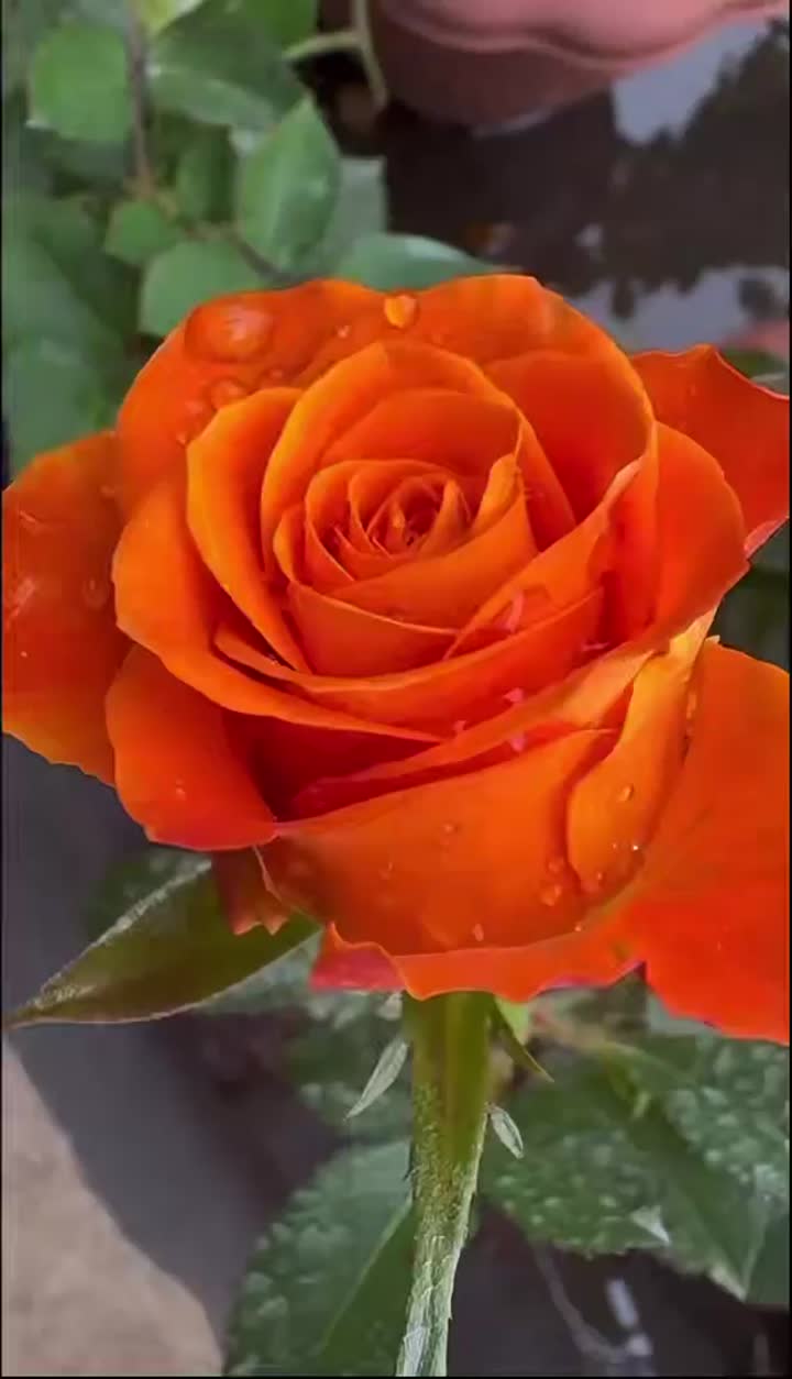কোরাল কমলা গোলাপ
