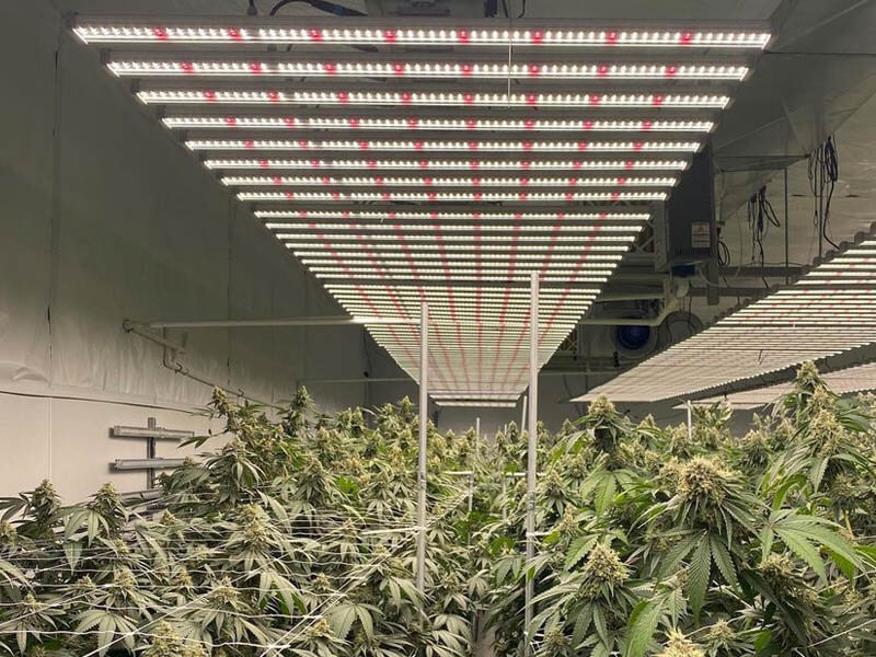 led grow light for marijuana