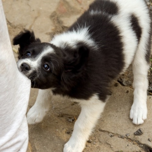 Comment arrêter le chiot mordant