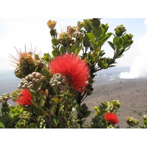 ハワイ・レフアの花を思い浮かべさせる熱帯の花