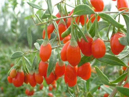 Ningxia Rich Resource International Co., Ltd