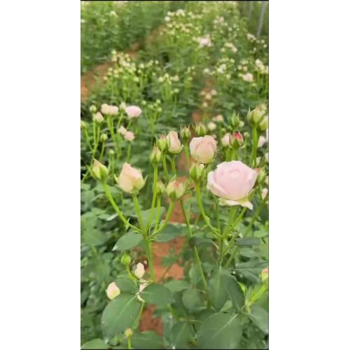 ফেয়ারি কিস স্প্রে রোজ