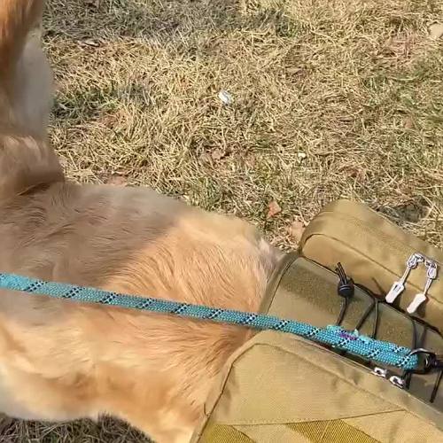 mochila deportiva para perros al aire libre