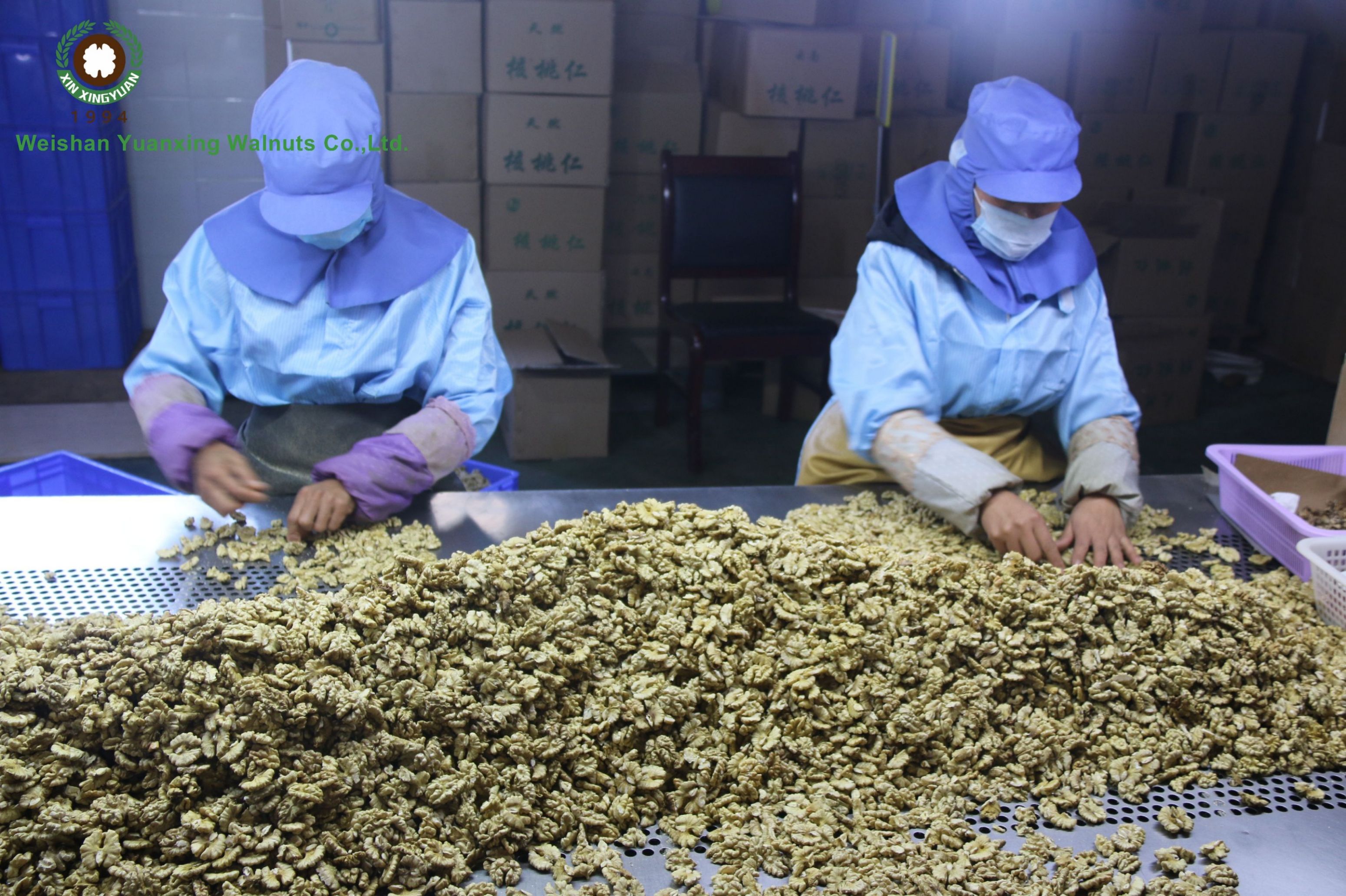 walnuts kernels sorting by hand 