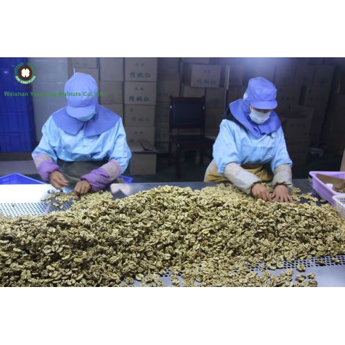 walnuts kernels sorting by hand 