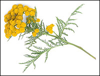 Blue Tansy