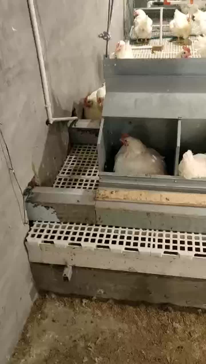 Automatic breeder nest system