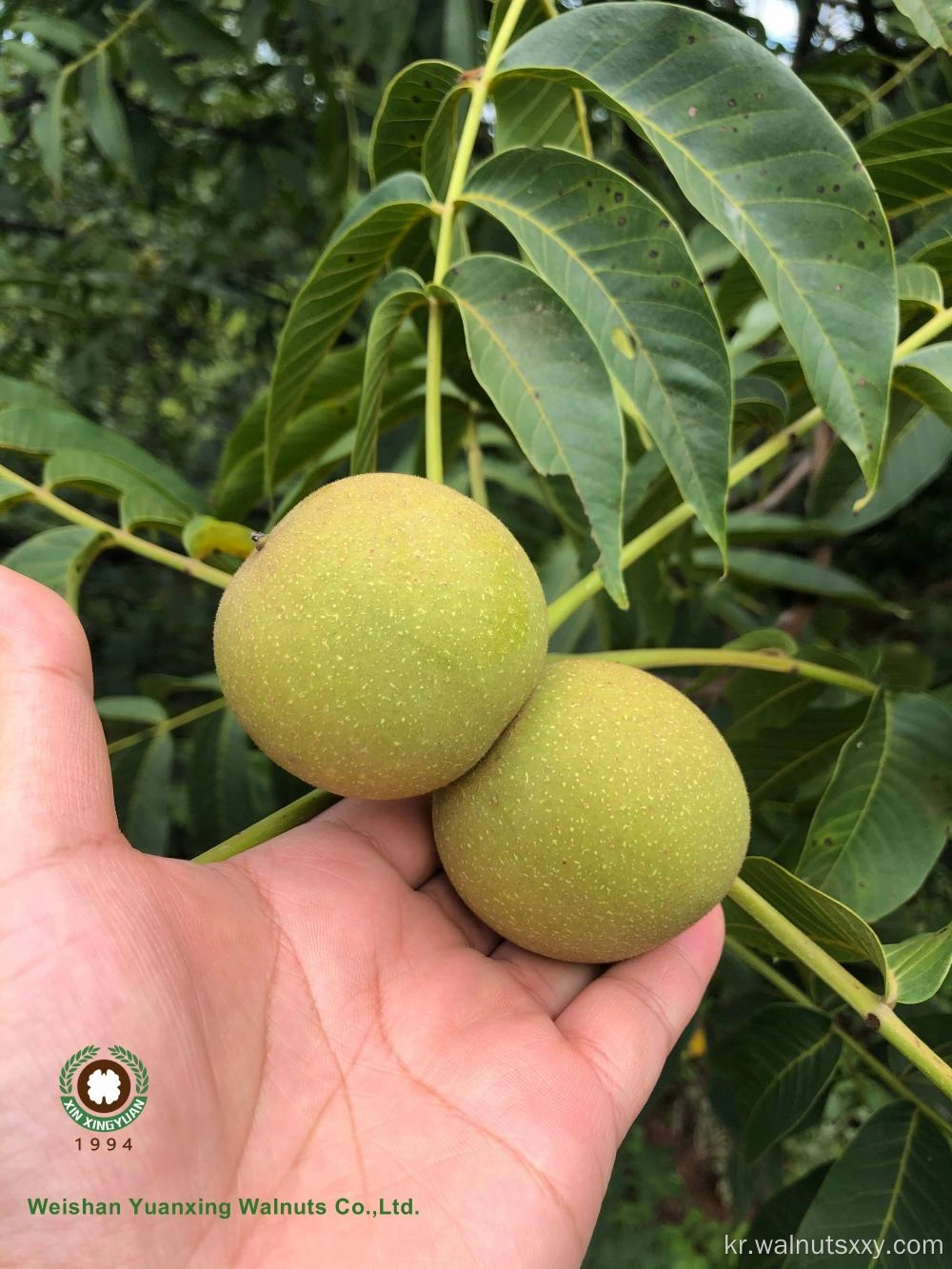 Roasted Macadamia In Shell