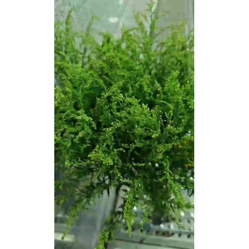 الجملة قطع الزهور الطازجة الكندي Goldenrod لترتيب الباقة