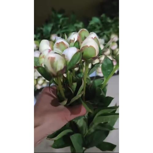 YangFei أخذ حمام زهور الفاوانيا البيضاء