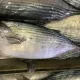 Frozen Auxis Thazard Bonito Skipjack Tamanho de 1 kg