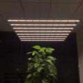 600W LED Grow Lights for Hydroponic Indoor Gardening1